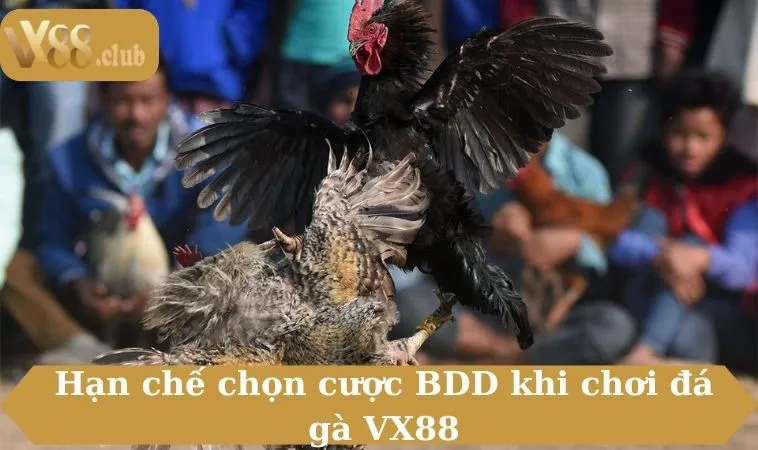 Đá gà VX88 có nhiều tiện ích cho người dùng